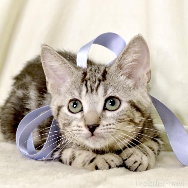 販売中の栃木県のマンチカン-127031の19枚目